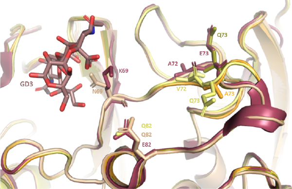 VP1 gI mutant structures